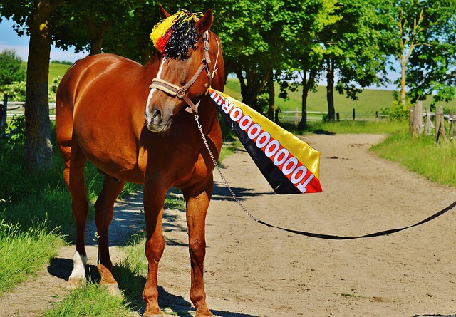 年的亚冠赛 年的亚冠赛