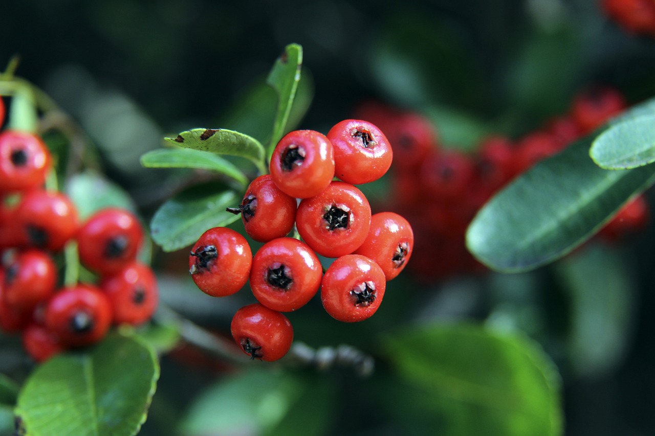 凯歌高奏 凯歌高奏